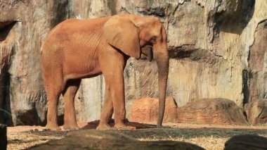 Afrika fili yaprakları yiyor