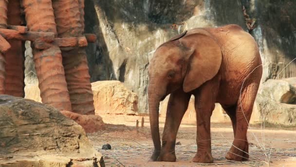 Jeune éléphant d'Afrique jouer 