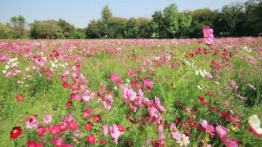 Beyaz pembe ve mor kozmos çiçekleri alan esintiyle sallanan.