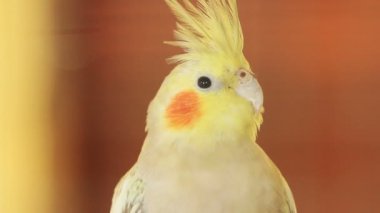 Petsupplies kuş, yakın