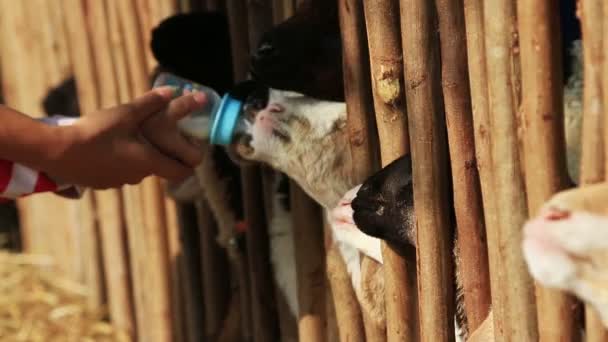 Schapen voeden in boerderij. — Stockvideo