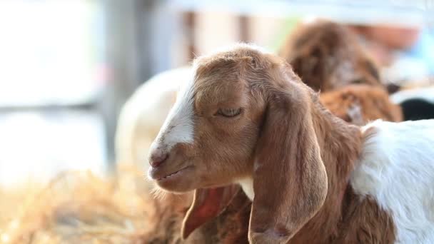 Sheep feeding in farm. — Stock Video