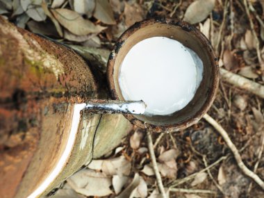 Sütlü lateks doğal kauçuk ağacından Hevea Brasiliens çıkarılan