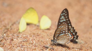 Zeminde mavi kaplan kelebek.