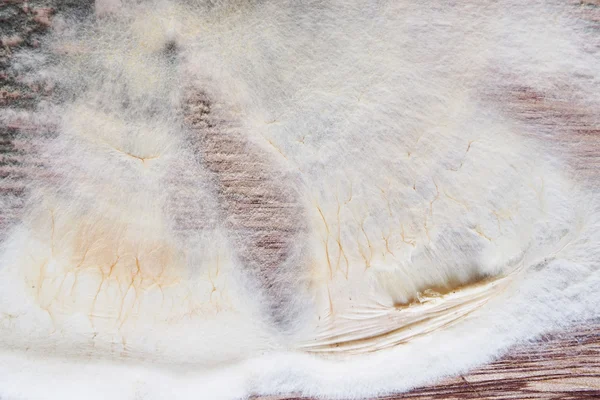 Wood background with fungus. — Stock Photo, Image