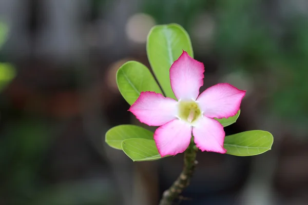 Close up Pink Desert rose breeze — Stock Photo, Image