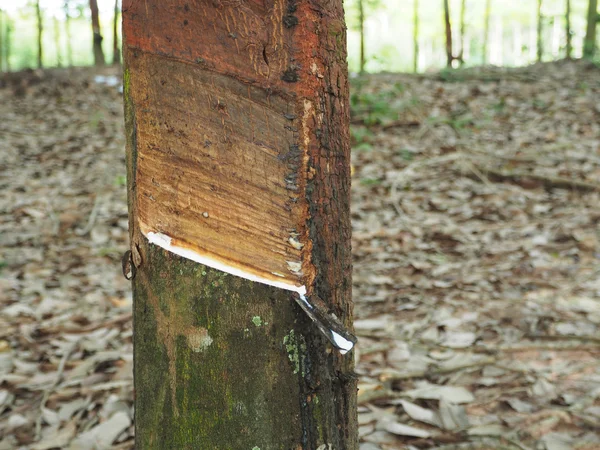 Látex leitoso extraído da árvore de borracha natural, Hevea Brasiliens — Fotografia de Stock