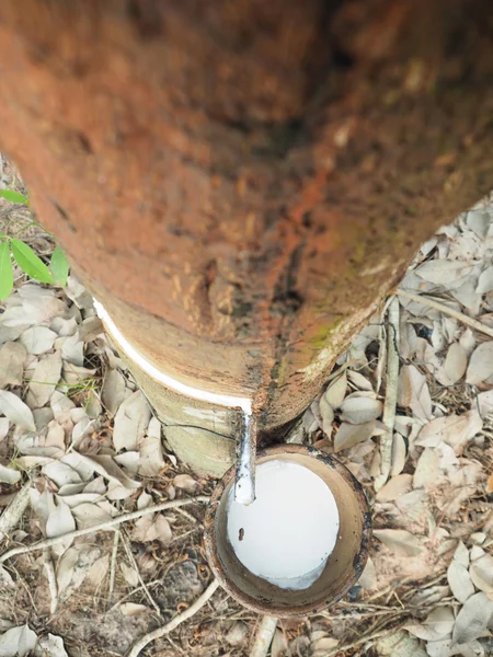 Látex lechoso extraído del árbol de caucho natural, Hevea Brasiliens — Foto de Stock