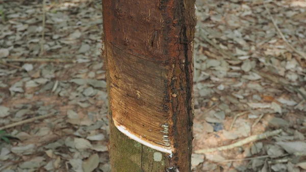 Látex lechoso extraído del árbol de caucho natural, Hevea Brasiliens — Foto de Stock