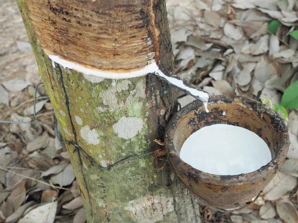 Látex leitoso extraído da árvore de borracha natural, Hevea Brasiliens — Fotografia de Stock