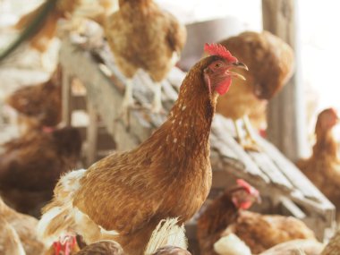 Tavuk, tavuk yumurta çiftliği.