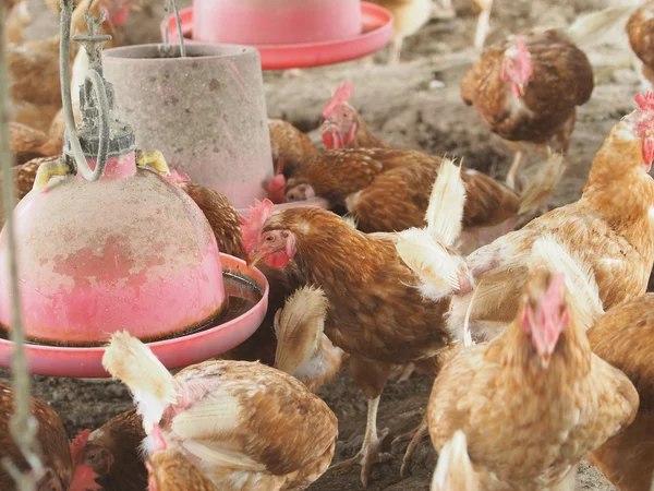 Tyúk, csirke tojás Farm. — Stock Fotó