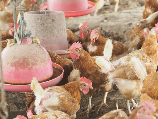 Hen,Chicken egg in farm.