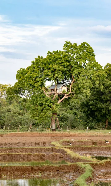 Casa Árvore Perto Campo Arrozal Para Proteger Culturas Animais — Fotografia de Stock