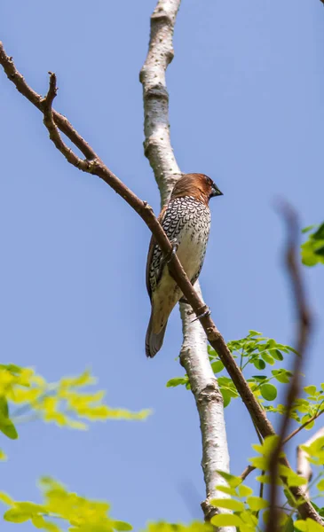 斑斑的穆尼亚鸟 望着远方 栖息在清澈的蓝天下的树枝上 — 图库照片