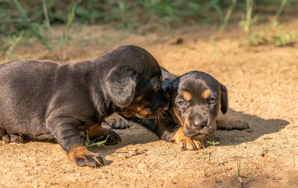 Dachshund Puppies Beginnen Wereld Hen Heen Verkennen Voor Eerste Keer — Stockfoto