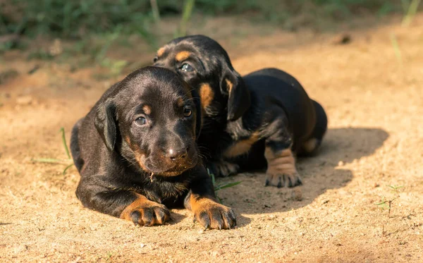 Dachshund Puppy Broers Zussen Liggend Zanderige Grond Aanbiddelijke Blik Ogen — Stockfoto