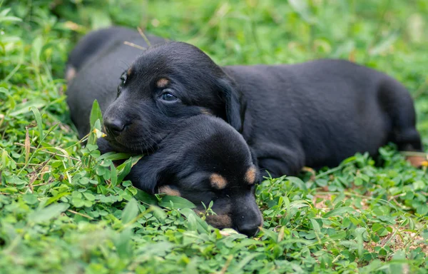 Mooie Hond Ras Van Dachshund Puppy Een Grasveld Broers Zussen — Stockfoto