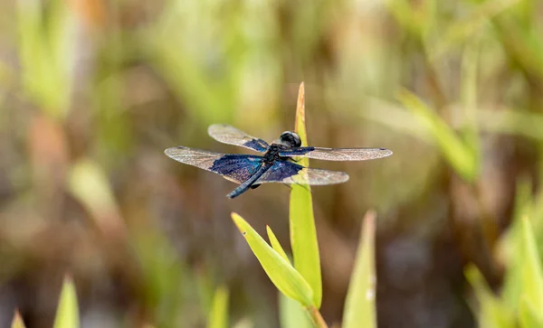 Couleurs Vives Sur Les Ailes Libellule Bains Soleil Dans Jardin — Photo