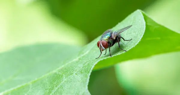 Společná Moucha Zeleném Listu Zahradě Zavřít Makro Fotografie — Stock fotografie