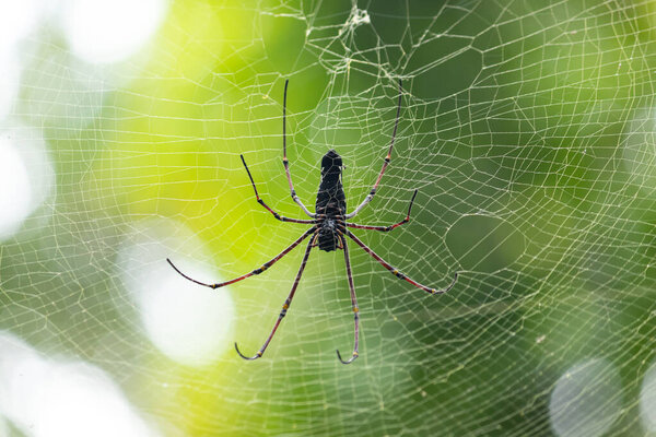 Red-Legged Golden Orb Spider Close up, sunlight hitting on its body, forest background.