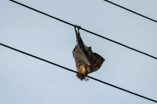 Elektrik kablolarında asılı yarasa elektrik çarpması sonucu öldü.
