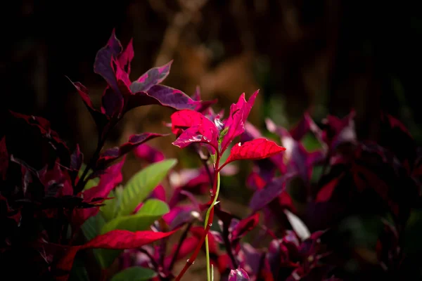 Couleurs Complémentaires Trouvées Dans Nature — Photo