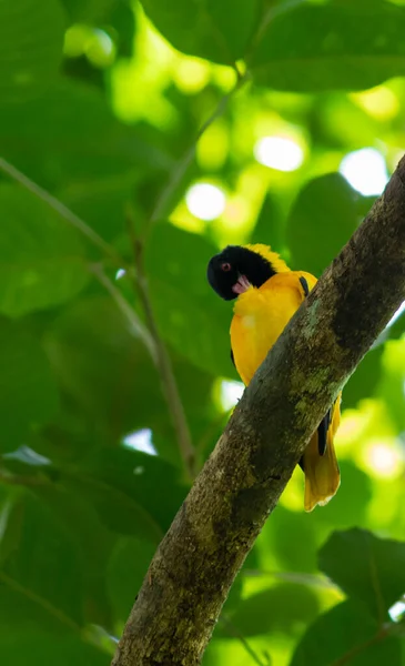 Černohlavý Oriole Uklízí Peří Vysoko Stromě — Stock fotografie