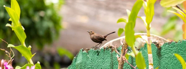 Paruline Roseau Blyth Oiseau Perché Sur Mur Vert Jardin Sur — Photo