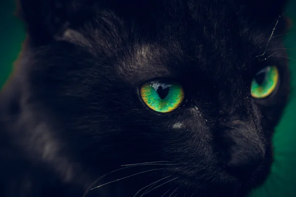黑猫生机勃勃的绿眼睛在黑暗中突然冒出来 幼猫的眼睛锐利地望着前方 无能为力地看着愤怒的特写镜头 只有宏观的照片 就像一个迷人的魔鬼的眼光 — 图库照片