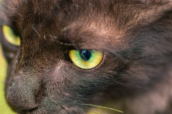 紧盯着猎物的锐利焦点 从上往下紧贴幼猫绿色眼睛的宏观照片 — 图库照片