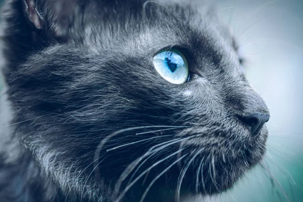 Mörk Vildsint Utseende Ansikte Tittar Upp Katter Öga Makro Närbild — Stockfoto