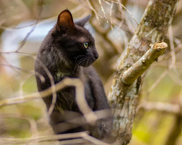 虎のようなポーズの木の枝に国内の猫の枝を介して撮影し 猫の左側を見て 目を主演し 自然界では音に鋭く耳を傾けるフォーカスの背景から緑 — ストック写真
