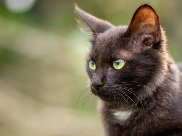 Mörkbrun Mycket Allvarlig Ser Ung Kattunge Katt Husdjur Och Hjälpsam — Stockfoto