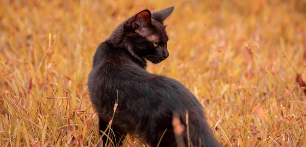 Having a look behind, eyes locked up sharp focus, furious and angry starring serious face, beast mode on, hunting and stalking prey, majestic cat posing in the field.
