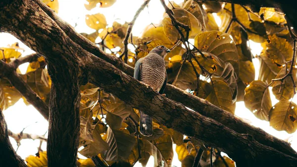Shikra Een Kleine Roofvogel Neergestreken Rustend Schaduw Van Het Bos — Stockfoto