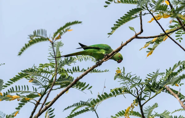 スリランカの一般的な緑のパレークは 木の枝に腰掛けながら食べる — ストック写真