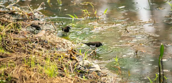 Małe Stado Ptaków Jedzących Zielone Liście Błotnistych Wodach — Zdjęcie stockowe