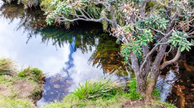 Horton Plains 'de soğuk göl suyu yansıması