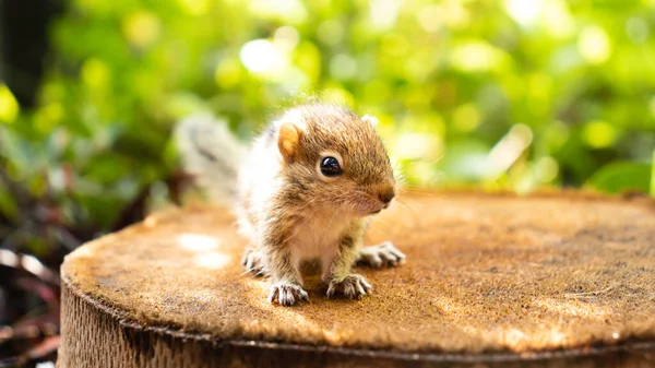 Esquilo Bebê Abandonado Bonito Olhando Para Câmera — Fotografia de Stock