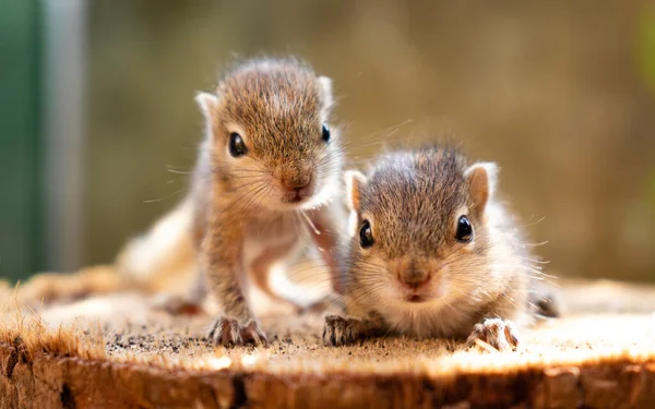 Esquilos Bebê Cuidando Mãe — Fotografia de Stock