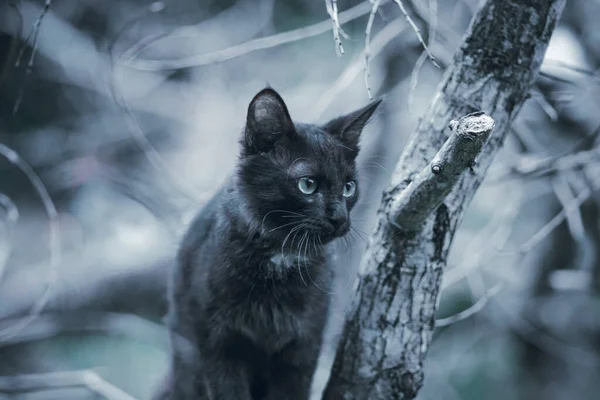 在森林里打猎和跟踪 迷了路的黑猫盯着猎物 坐在树枝上 — 图库照片