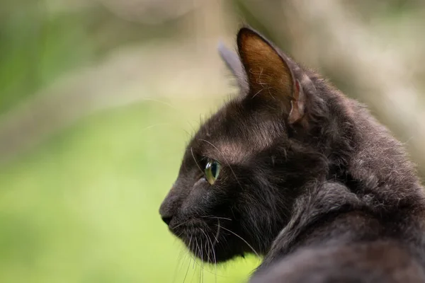 Şirin Kedi Çevreye Karşı Tetikte Başını Yana Çevirmiş Dikkatli Gözlerle — Stok fotoğraf