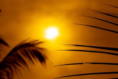 Renkli altın gün batımı, Hindistan cevizi yapraklarının arasından akşam gökyüzü.,
