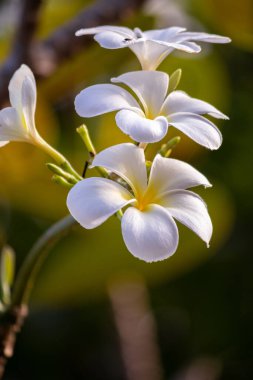 Plumeria çiçekleri kapanıyor, doğanın en güzel çiçeklerinden biri. Dikey olarak sıralanmış üç çiçek.