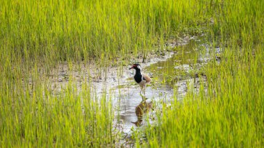 Bir çeltik tarlasında kırmızı gerdanlı bir kanat. Akşamları böcek ve solucan arıyor. Su birikintisinde yansıyor.,