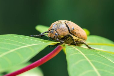 Yeşil yaprağın üzerinde güzel bir Avrupa yemek böceği ön yüzünde makro fotoğraf, yemek arayan yaşlı kıllı böcek, yumuşak bokeh arkaplan.