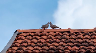 Benekli güvercin çifti çatıda tünemiş, çiftleşme mevsimi başlıyor, küçük bir sohbet, doğada gri tüylü kuşlar.