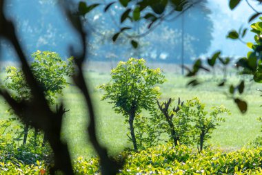 Köyün kırsal kesiminde sabah sisi doğanın güzelliği çeltik tarlalarına ve çay bitkilerine vuran güneş ışığı..
