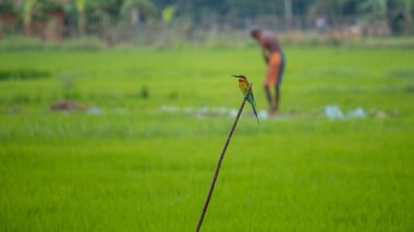 Mavi kuyruklu arı yiyici bir çubuğa tünemiş, çeltik tarlası arka planında çalışan yaşlı bir adam yeşillik.